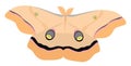 Polyphemus moth, icon