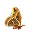 A Polyphemus moth isolated