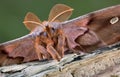 Polyphemus moth portrait Royalty Free Stock Photo