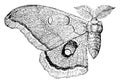 Polyphemus Moth, vintage illustration