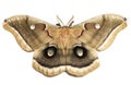 Polyphemus Moth Royalty Free Stock Photo