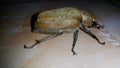 Polyphylla alba - largest of the European Melolonthinae. It is covered with fine white pubescence which forms marbled spots.