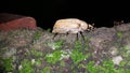 Polyphylla alba - largest of the European Melolonthinae. It is covered with fine white pubescence which forms marbled spots.