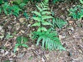 Polypodiopsida at Erbazi Botanical Garden, Ankeng, Taipei