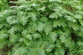 Polypodium cambricum, the Southern polypody or Welsh polypody