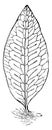 Polypodium Lycopodioides Owariense vintage illustration