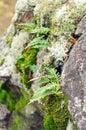 Polypodium vulgare Royalty Free Stock Photo