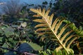 Polypodium vulgare for common polypody fern frond with sori