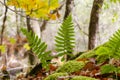 Polypodium vulgare green fern Royalty Free Stock Photo