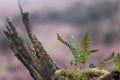 Polypody Polypodium vulgare and moss on branch