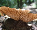 Big Fungi close up view in the forest