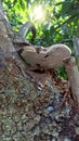 Polypore on avocado tree trunk