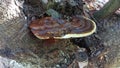 Parasitic mushroom on avocado tree trunk