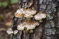 Polypore fungi tree. Generate Ai