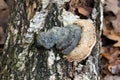 Polypore fungus on fallen tree trunk Royalty Free Stock Photo