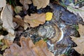 Polypore fungus on fallen tree trunk Royalty Free Stock Photo