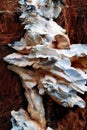 Polypore fungus on rotten tree trunk