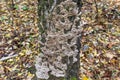 Polypore funguses on a birch trunk in autumn forest