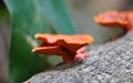 Polypore Mushroom Fungi (Gloeophylaceae)