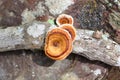 Polypore Mushroom Fungi on a tree branch with lichen