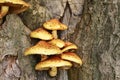 Polypore mushroom on the tree