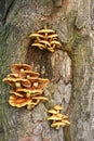 Polypore mushroom on the tree