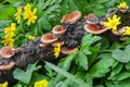 Polypore mushrooms among spring flowers