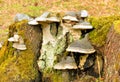 Polypore mushrooms on stump.