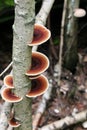 Polypore mushrooms on a tree trunk, fungus on a tree