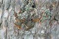 Polypore, Phellinus pini on pine wood Royalty Free Stock Photo