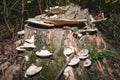 Polypores fungi on a stump Royalty Free Stock Photo