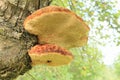 Polypores growing on trunk of tree Royalty Free Stock Photo