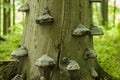 Polypores Royalty Free Stock Photo