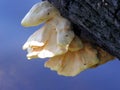 Polyporus Royalty Free Stock Photo