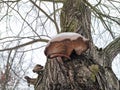 Polyporus parasite mushroom growing on old lime tree bark, in winter, covered in snow Royalty Free Stock Photo
