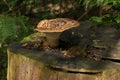 Polyporus squamosus Bracket Fungus Growing on Top of Tree Stump. A wild Edible Fungus