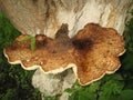 Polyporus squamosus