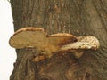 Polyporus squamosus