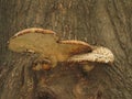 Polyporus squamosus