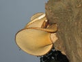 Polyporus squamosus