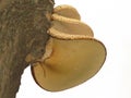 Polyporus squamosus