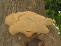 Polyporus squamosus