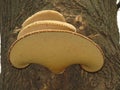 Polyporus squamosus