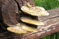 Polyporus squamosus mushrooms