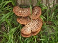 Polyporus squamosus