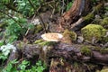 Polyporus tuberaster mushroom