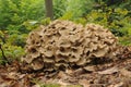 Polyporus umbellatus fungus Royalty Free Stock Photo