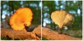 Polyporus varius mushroom