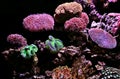 Polyps & Corals Royalty Free Stock Photo