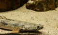 Polypterus endlicheri